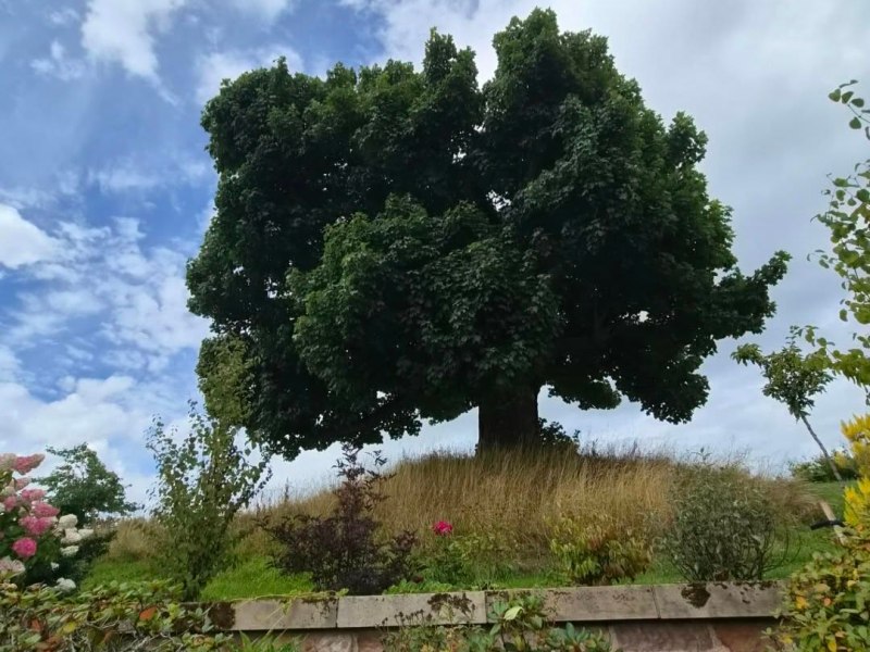 Dumfries House Estate and its fabulous&nbsp;Sycamore