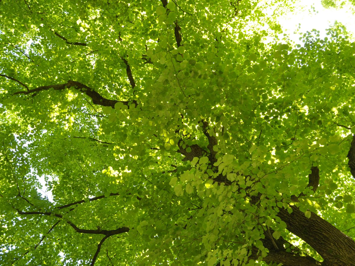 Lime Trees and&nbsp;Me